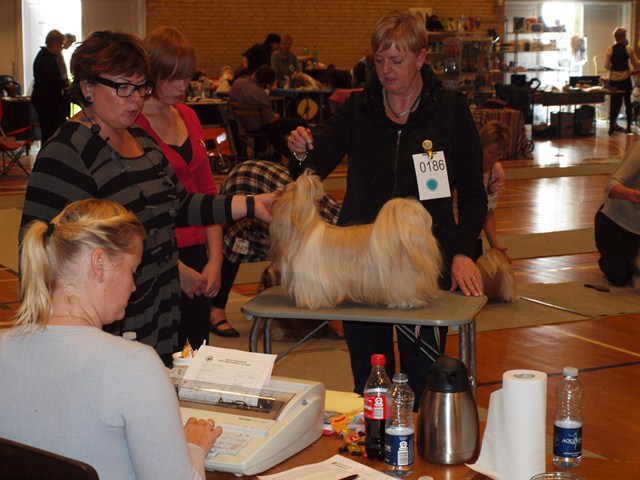 Shih Tzu Danmark